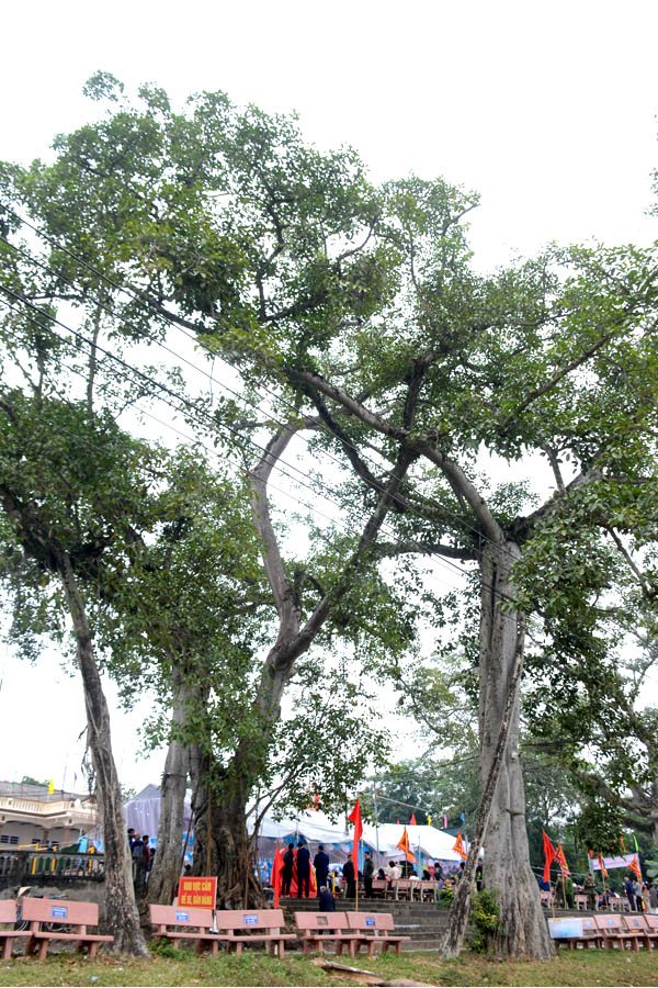 Cụ[-]Đa[-]Ba[-]Cội[-]&ndash;[-]hồn[-]l&agrave;ng[-]Y&ecirc;n[-]Tĩnh[-]được[-]ghi[-]danh[-]C&acirc;y[-]Di[-]sản[-]Việt[-]Nam